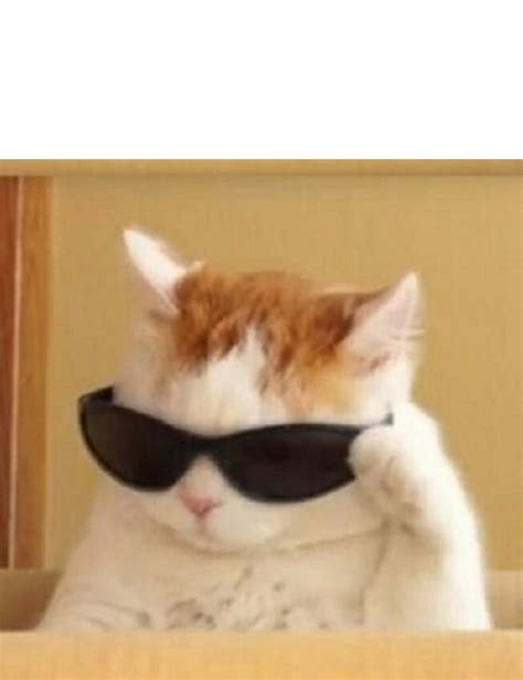 cat with glasses meme|cool cat with glasses meme.